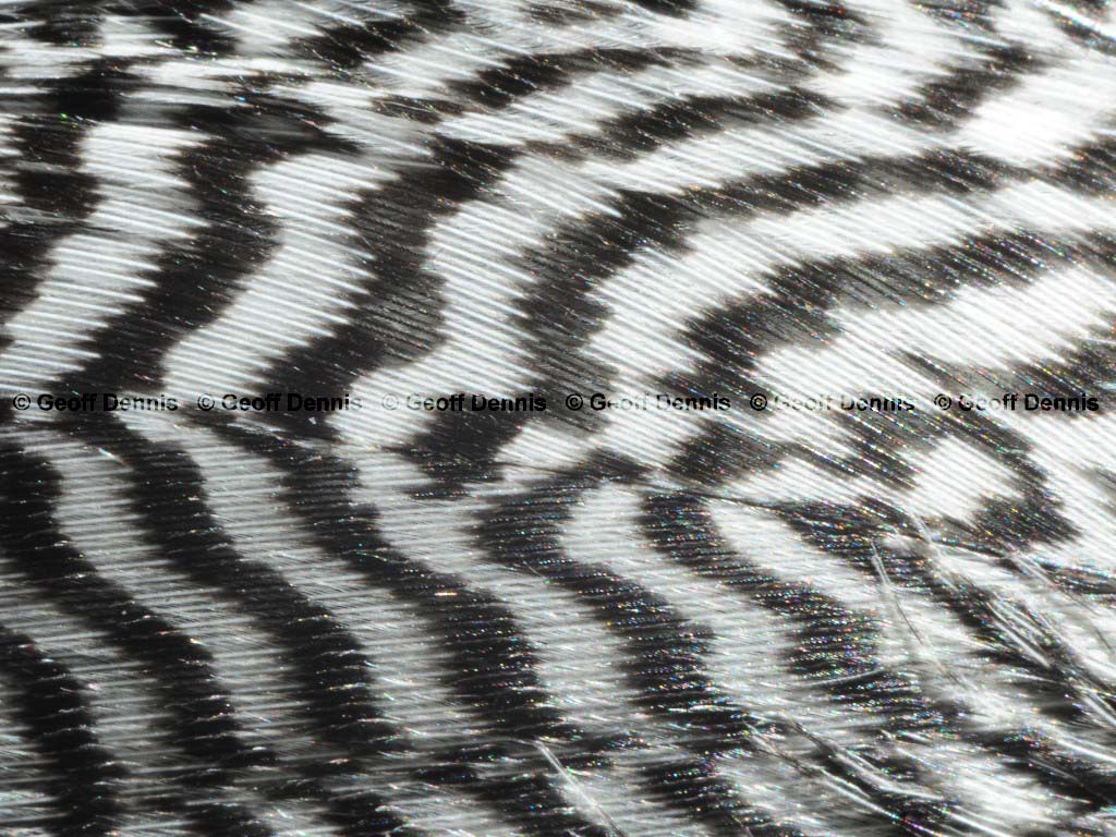 RBME-AP_Red-breasted-Merganser