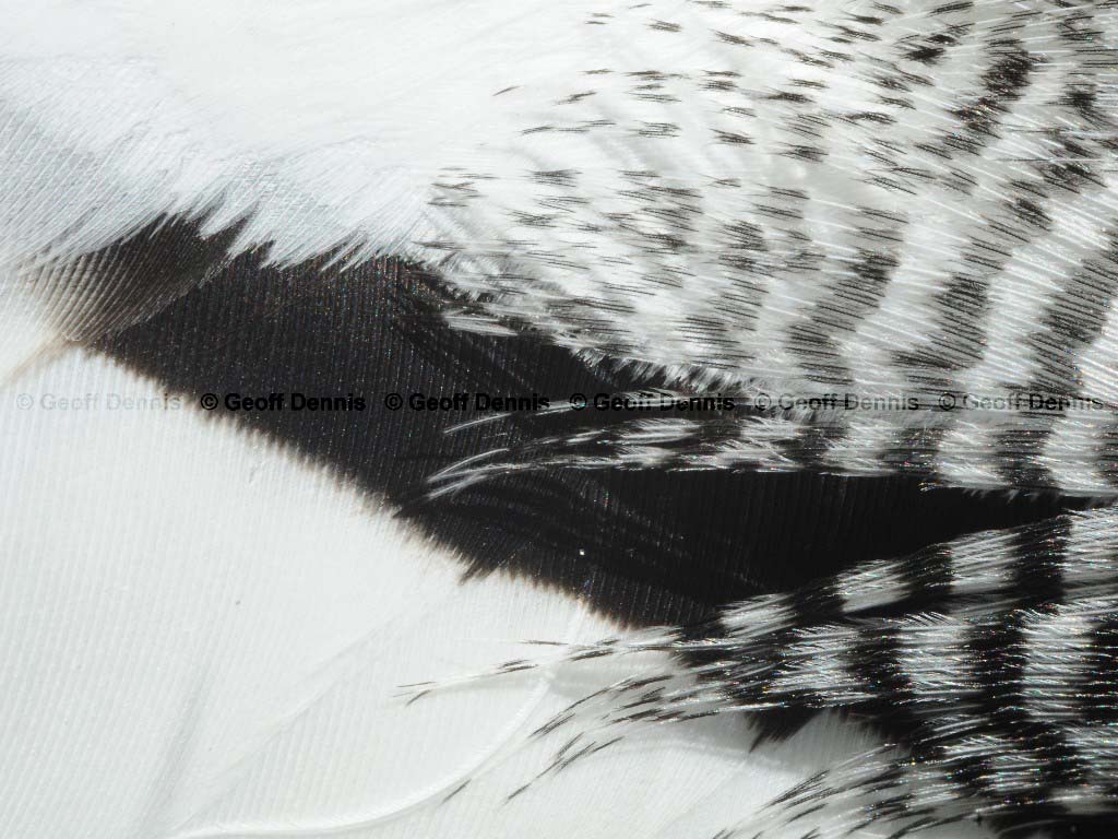 RBME-AQ_Red-breasted-Merganser