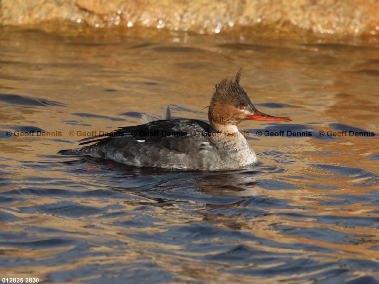 RBME-AV_Red-breasted-Merganser