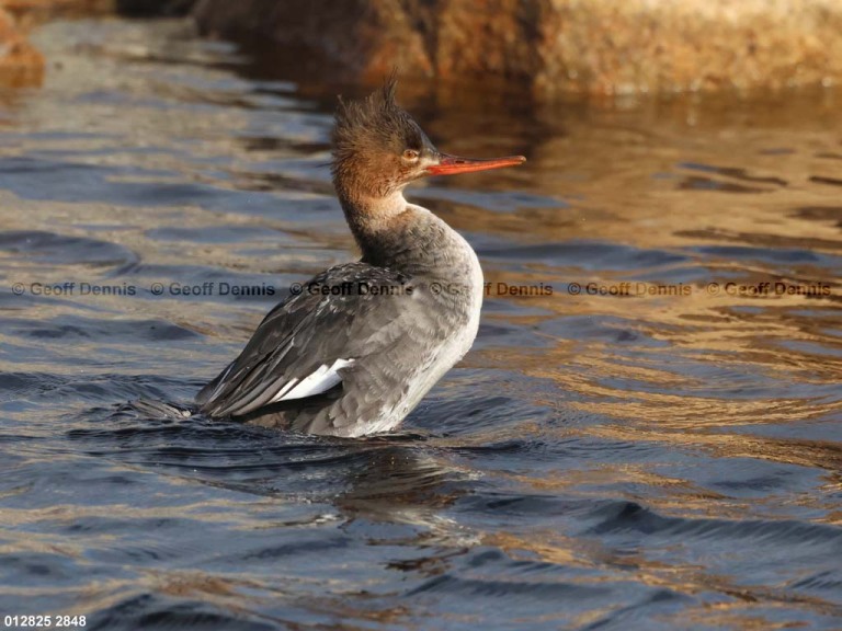 RBME-AW_Red-breasted-Merganser