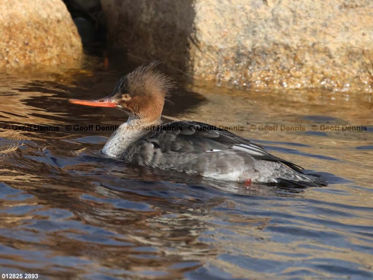 RBME-AX_Red-breasted-Merganser