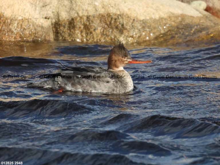 RBME-AY_Red-breasted-Merganser