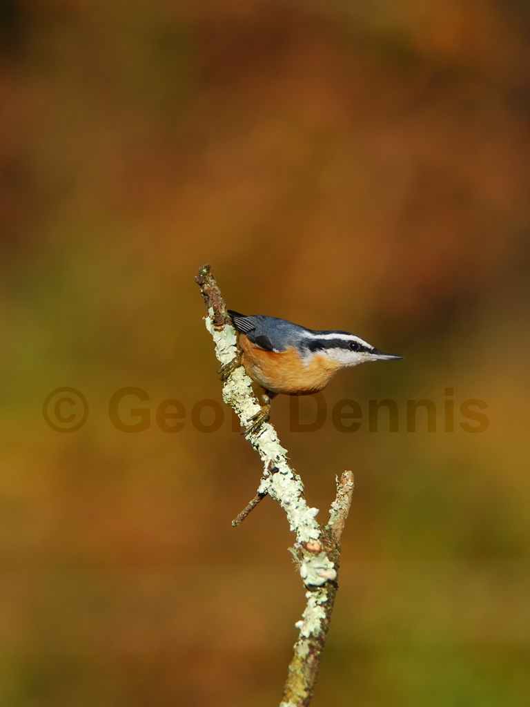 RBNU-AA_Red-breasted-Nuthatch