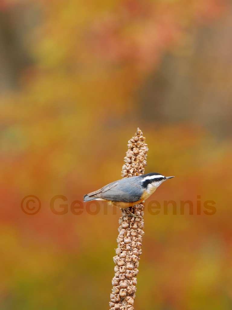 RBNU-AB_Red-breasted-Nuthatch