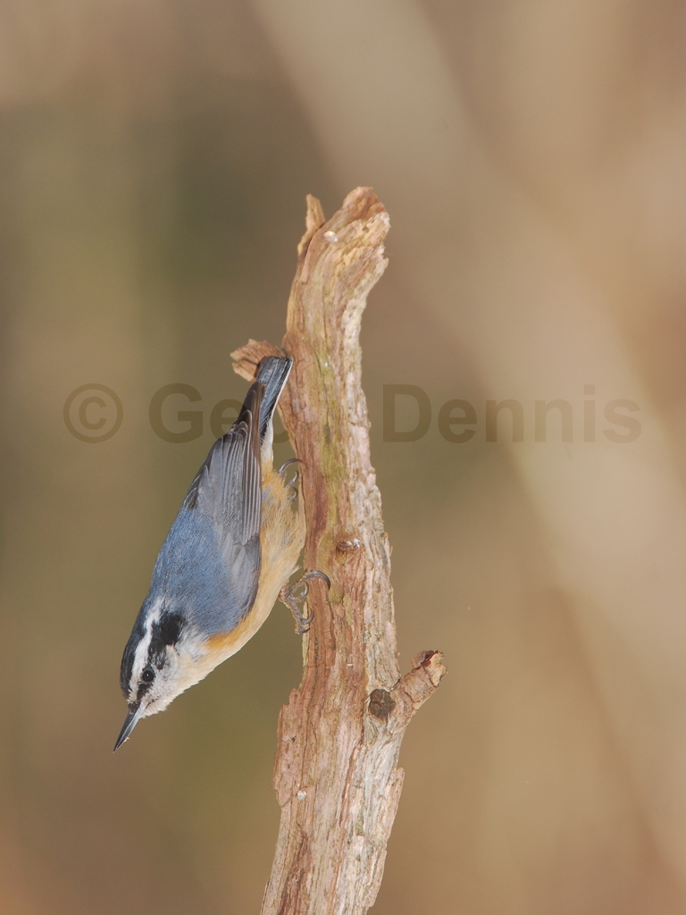 RBNU-AC_Red-breasted-Nuthatch