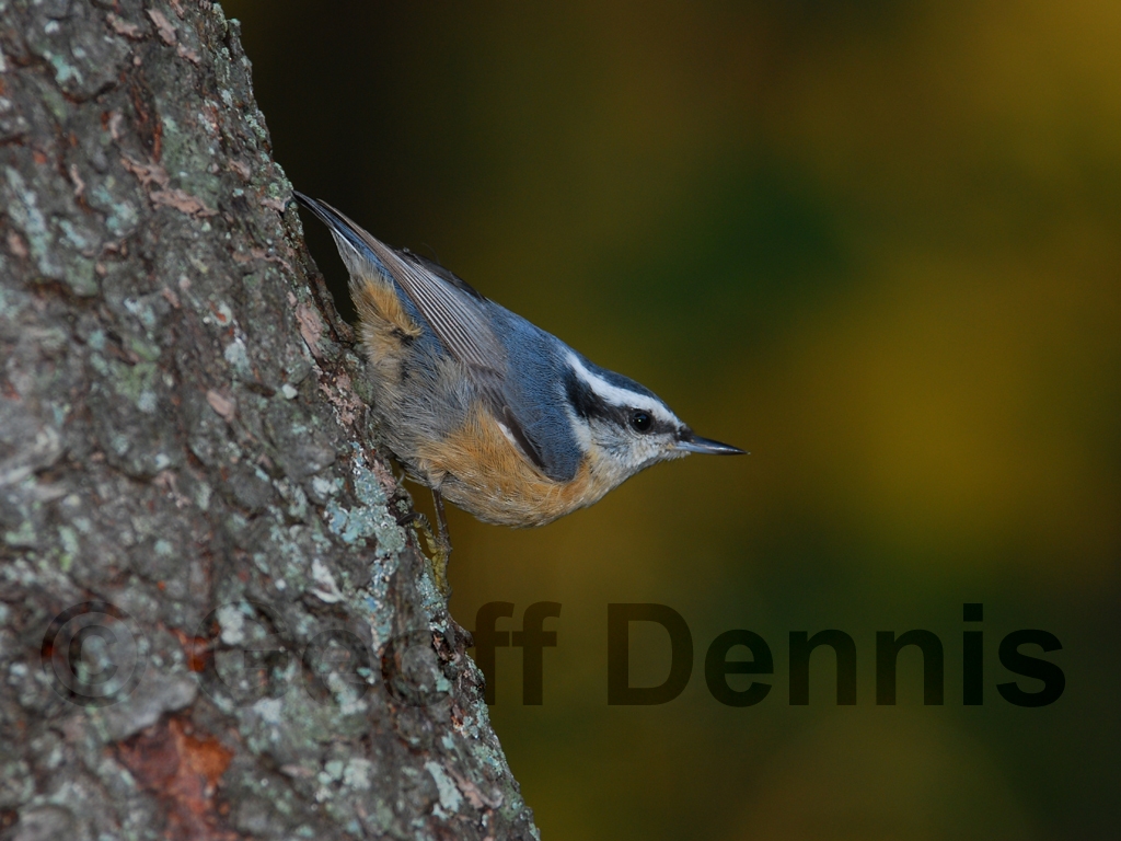 RBNU-AD_Red-breasted-Nuthatch