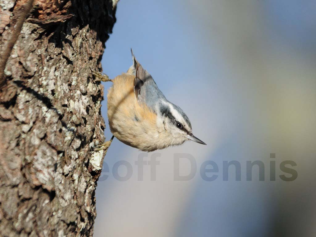 RBNU-AE_Red-breasted-Nuthatch