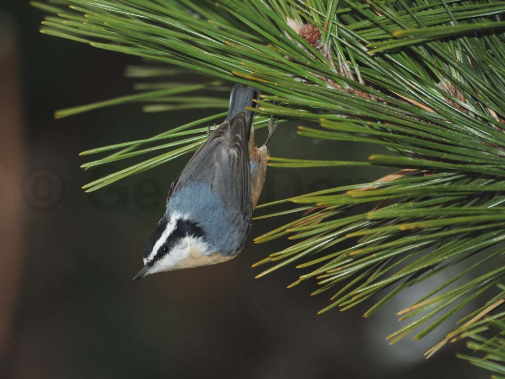 RBNU-AF_Red-breasted-Nuthatch