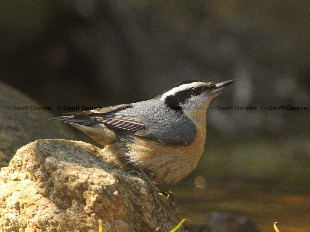 RBNU-AG_Red-breasted-Nuthatch