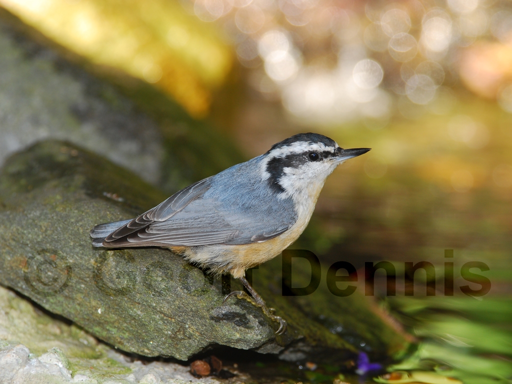 RBNU-AH_Red-breasted-Nuthatch