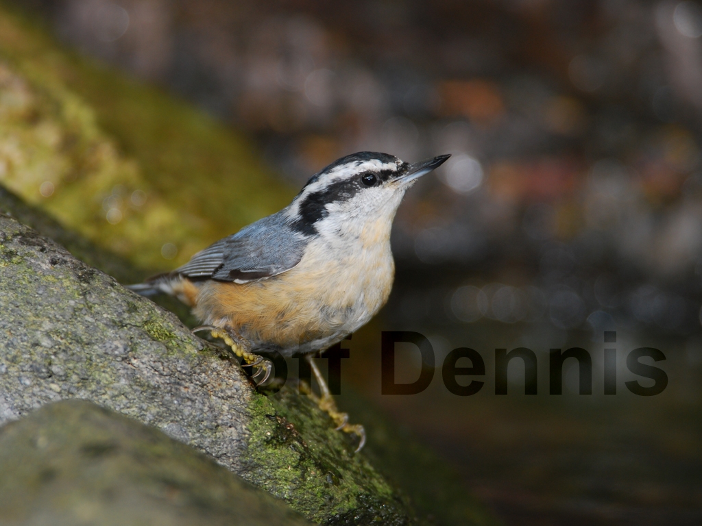 RBNU-AI_Red-breasted-Nuthatch