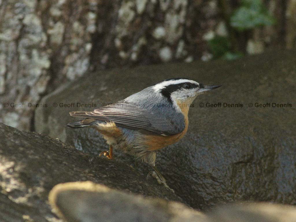 RBNU-AJ_Red-breasted-Nuthatch