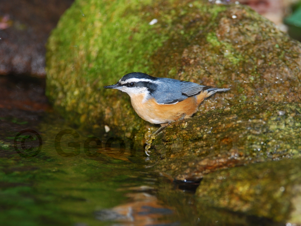 RBNU-AK_Red-breasted-Nuthatch