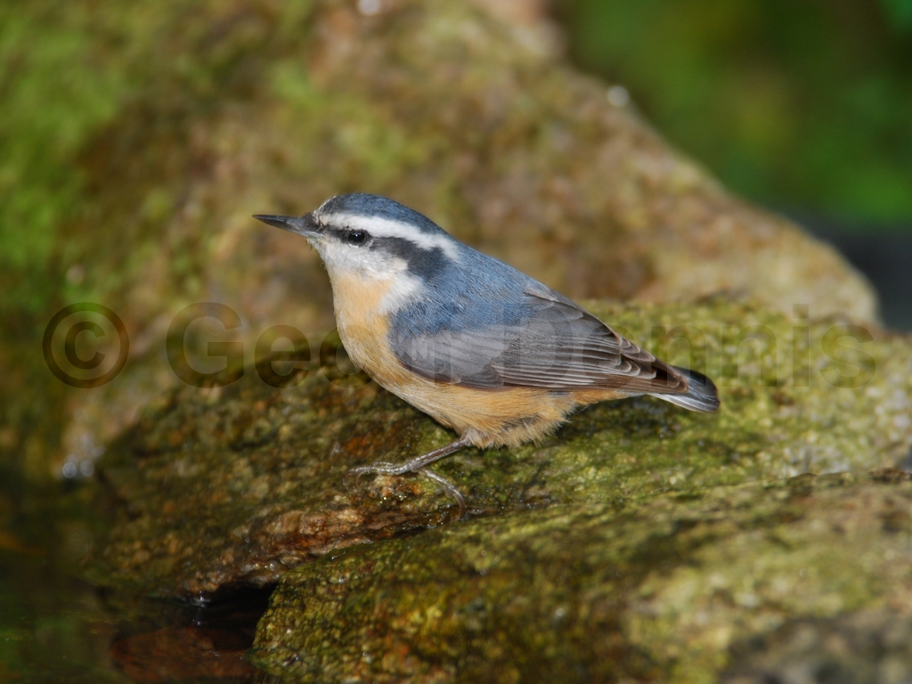 RBNU-AL_Red-breasted-Nuthatch