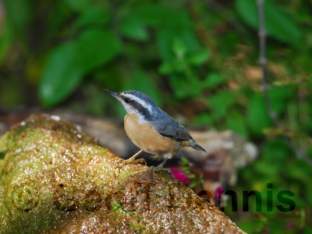 RBNU-AM_Red-breasted-Nuthatch