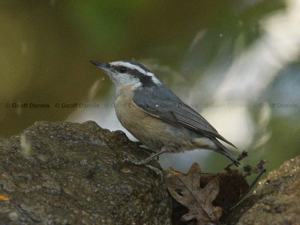 RBNU-AN_Red-breasted-Nuthatch