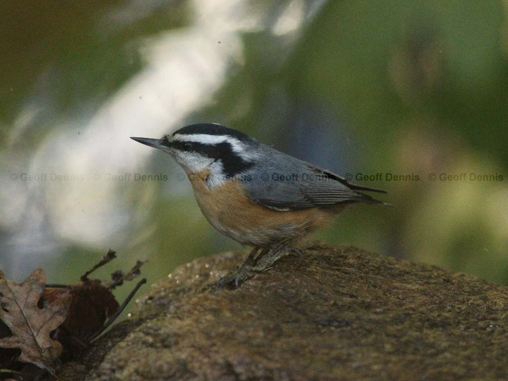 RBNU-AO_Red-breasted-Nuthatch