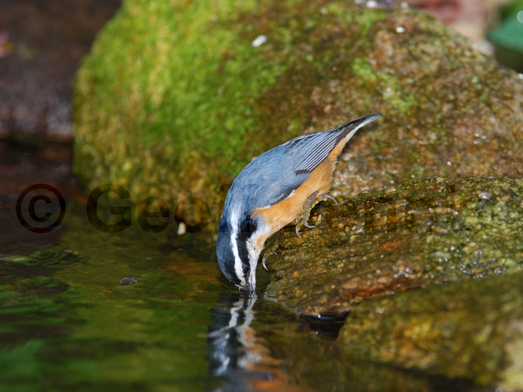 RBNU-AP_Red-breasted-Nuthatch