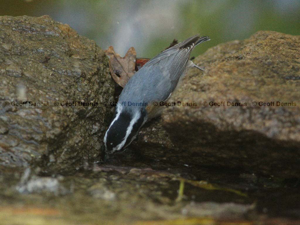 RBNU-AQ_Red-breasted-Nuthatch