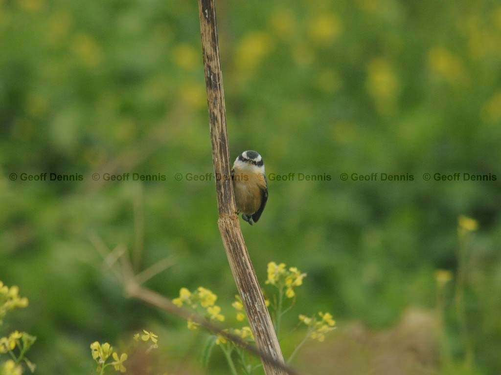 RBNU-AR_Red-breasted-Nuthatch