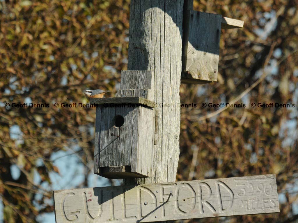 RBNU-AS_Red-breasted-Nuthatch