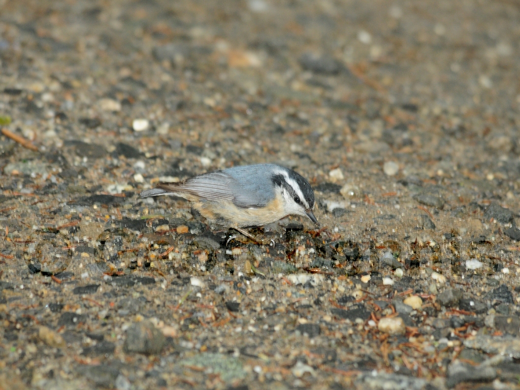 RBNU-AT_Red-breasted-Nuthatch