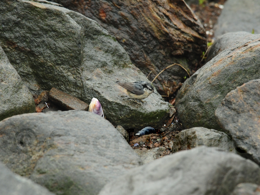 RBNU-AU_Red-breasted-Nuthatch