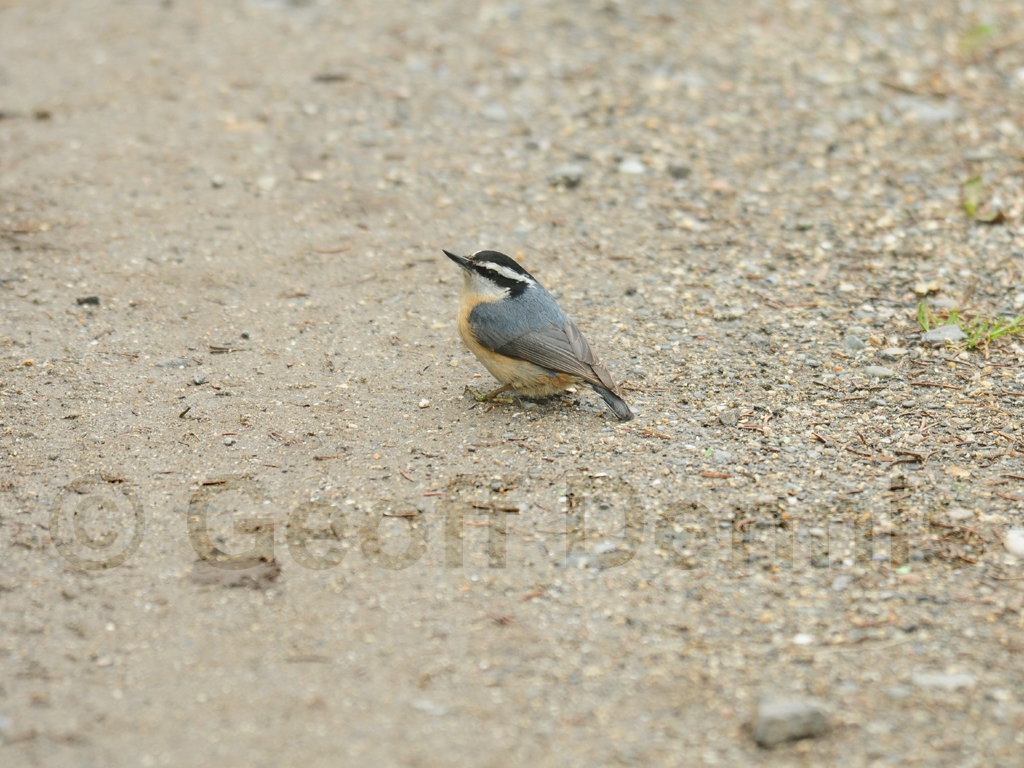 RBNU-AV_Red-breasted-Nuthatch