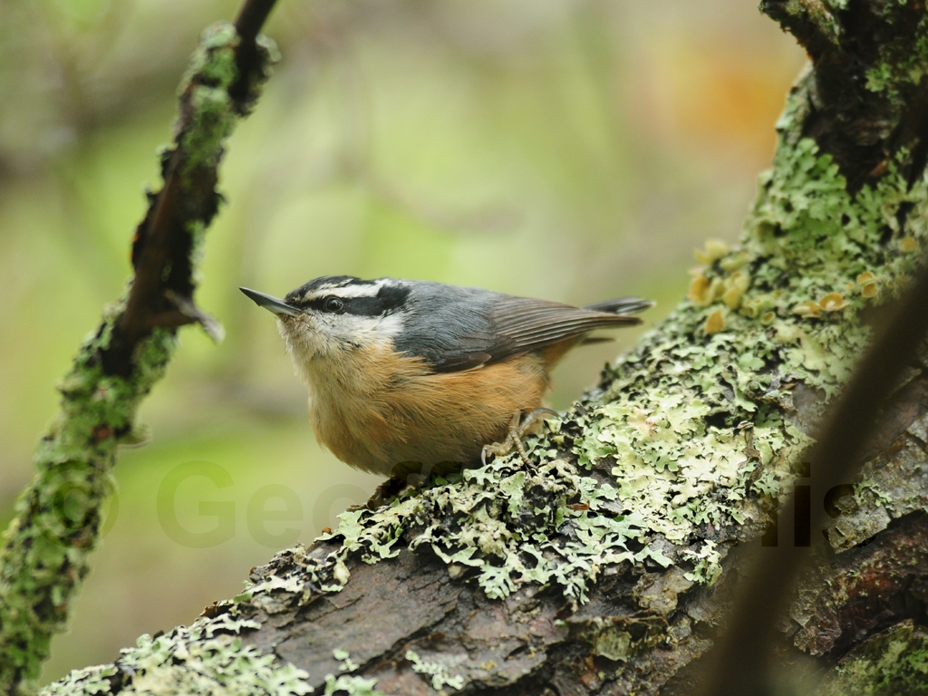 RBNU-AW_Red-breasted-Nuthatch