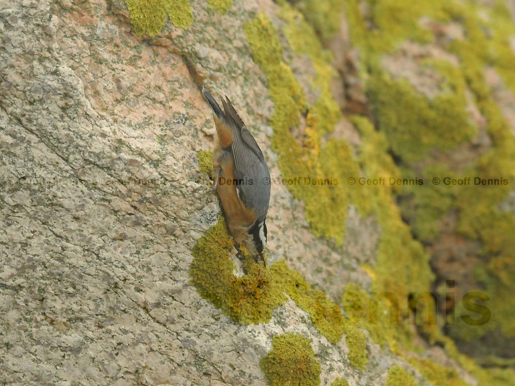 RBNU-AY_Red-breasted-Nuthatch