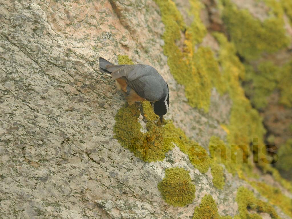 RBNU-AZ_Red-breasted-Nuthatch