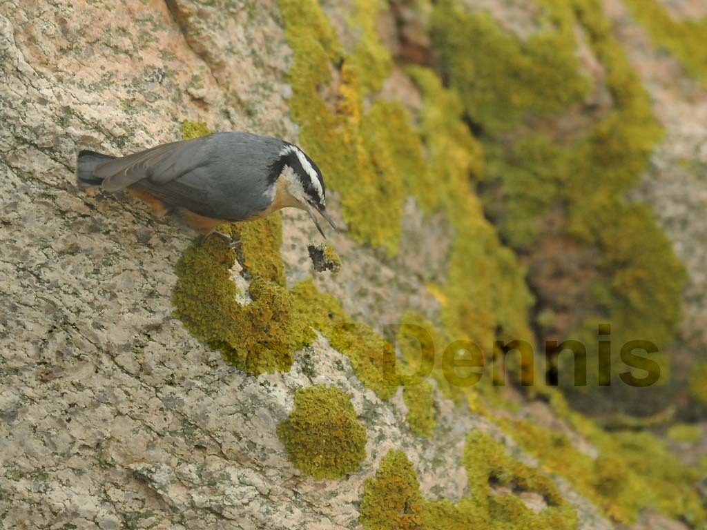 RBNU-BA_Red-breasted-Nuthatch