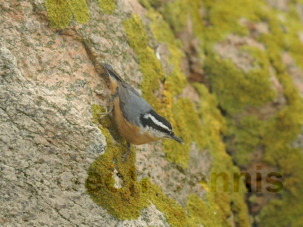 RBNU-BB_Red-breasted-Nuthatch