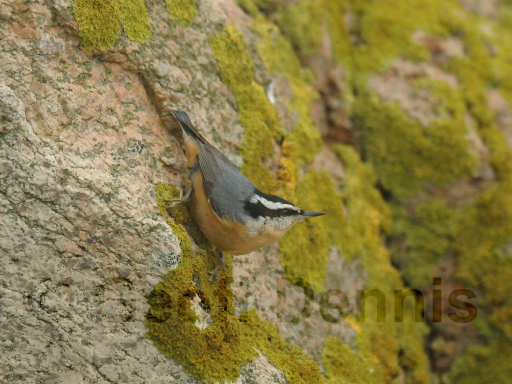 RBNU-BC_Red-breasted-Nuthatch