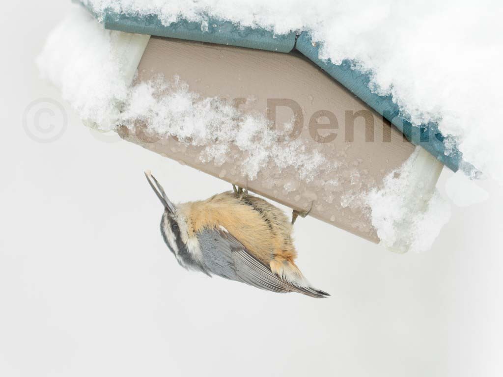 RBNU-BD_Red-breasted-Nuthatch