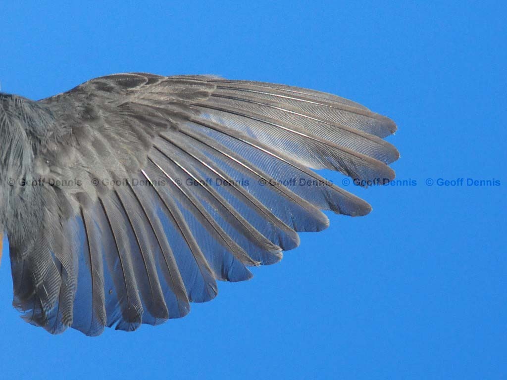 RBNU-BE_Red-breasted-Nuthatch