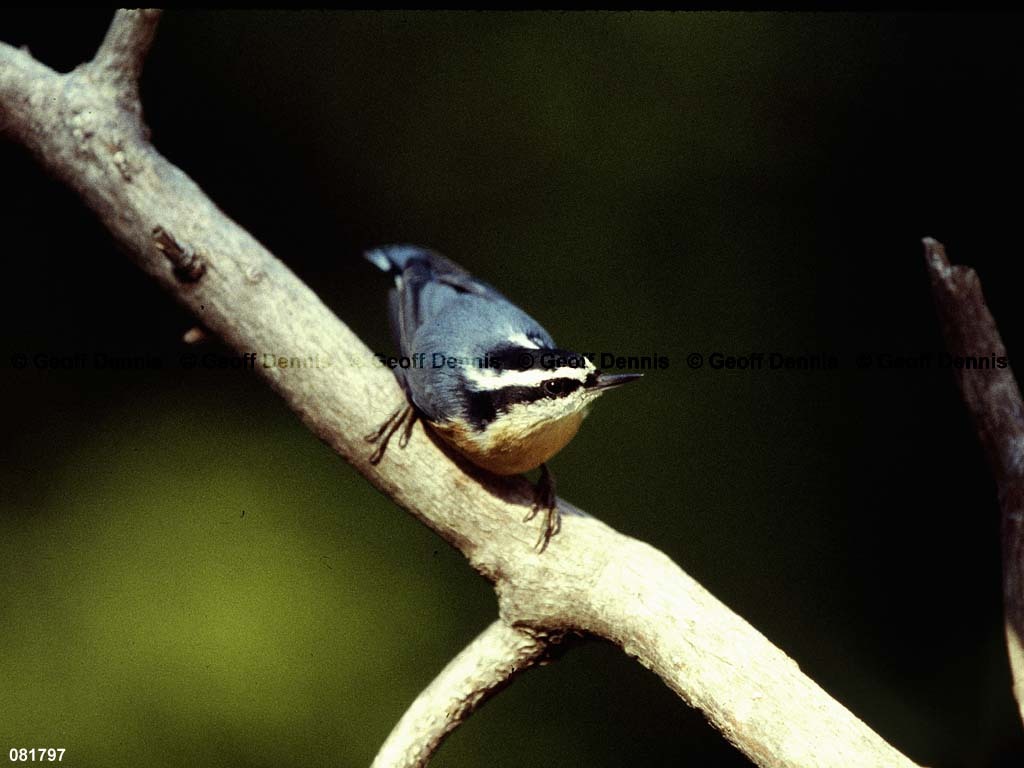 RBNU-BG_Red-breasted-Nuthatch