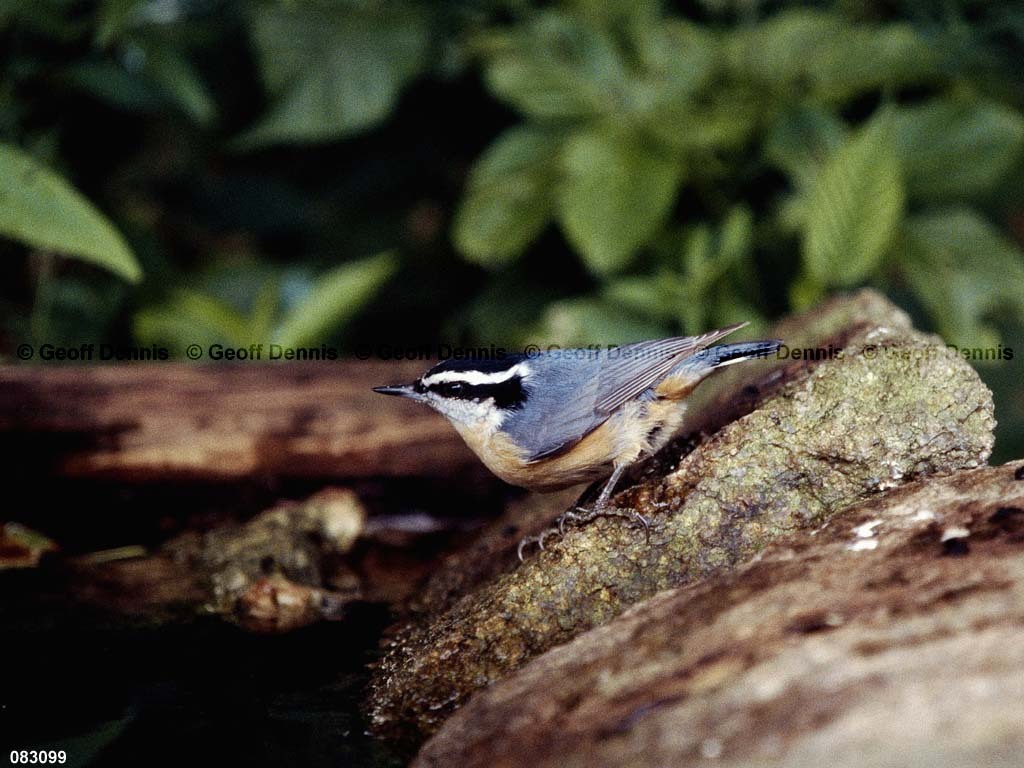 RBNU-BH_Red-breasted-Nuthatch