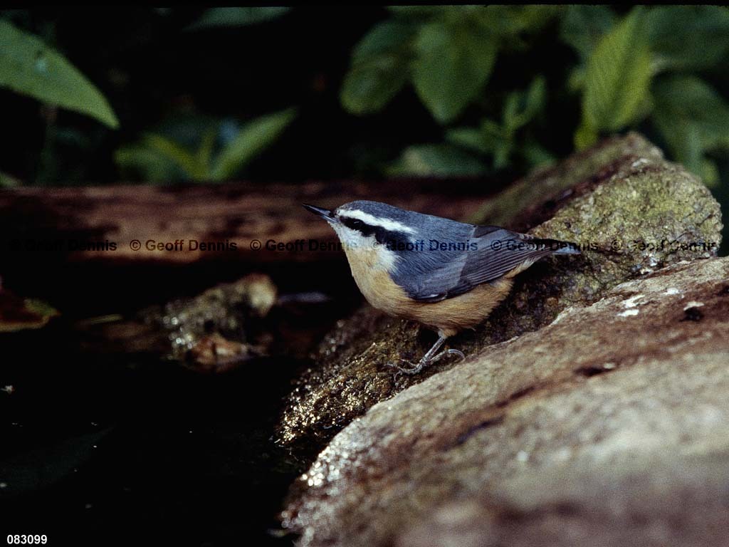 RBNU-BI_Red-breasted-Nuthatch