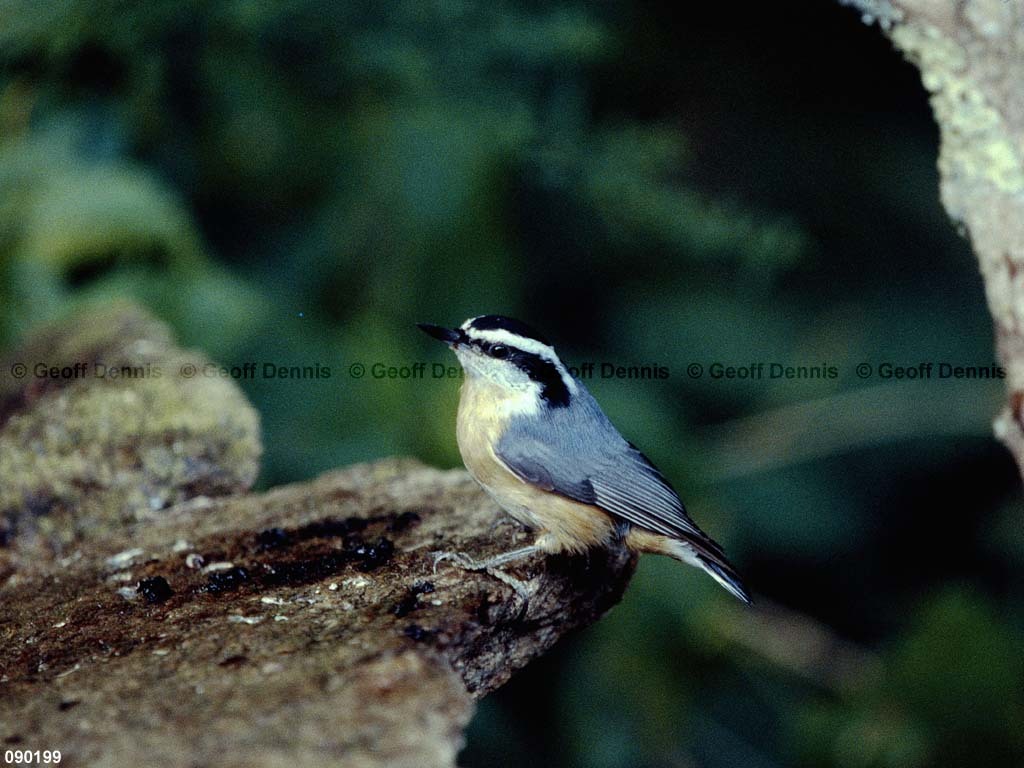 RBNU-BJ_Red-breasted-Nuthatch