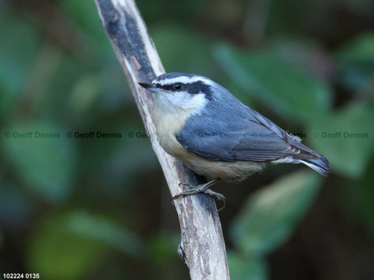 RBNU-BK_Red-breasted-Nuthatch