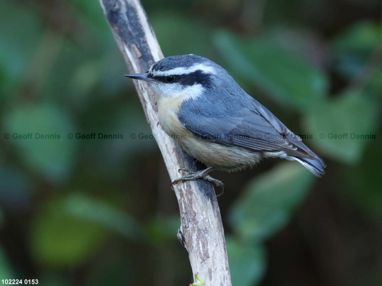 RBNU-BL_Red-breasted-Nuthatch