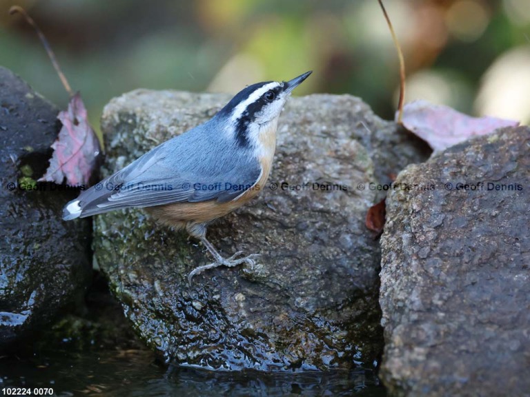 RBNU-BM_Red-breasted-Nuthatch