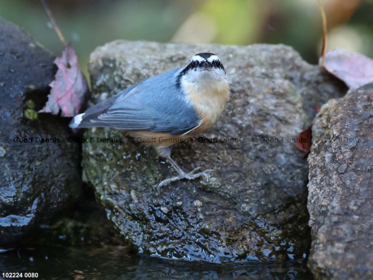 RBNU-BN_Red-breasted-Nuthatch