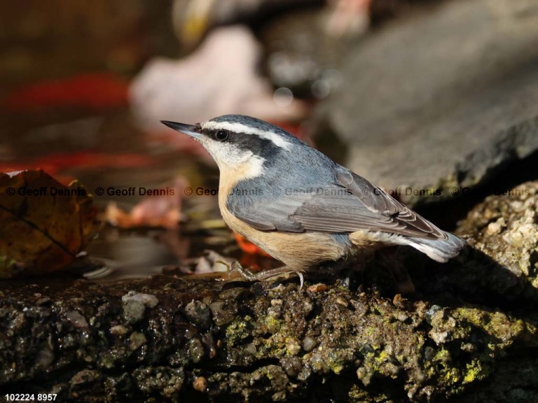 RBNU-BO_Red-breasted-Nuthatch