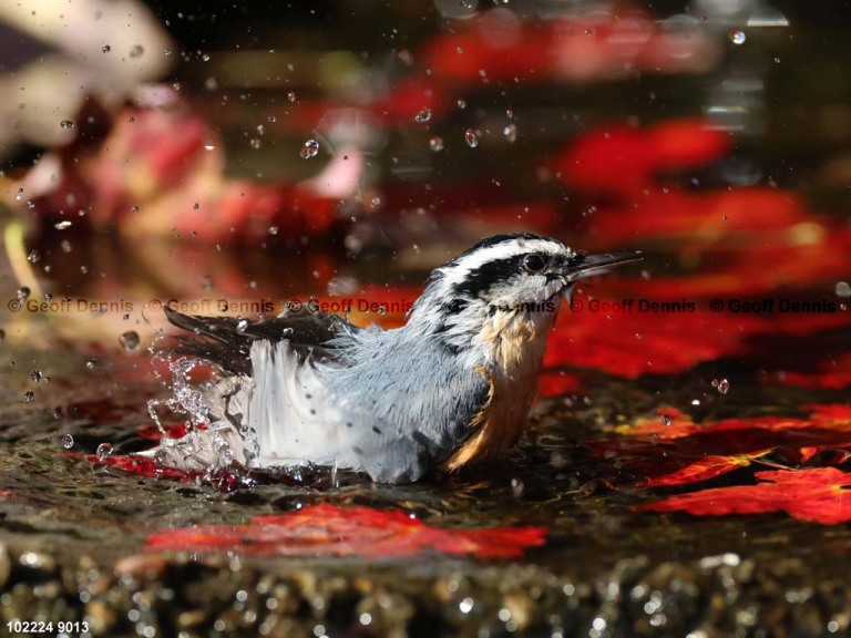 RBNU-BP_Red-breasted-Nuthatch