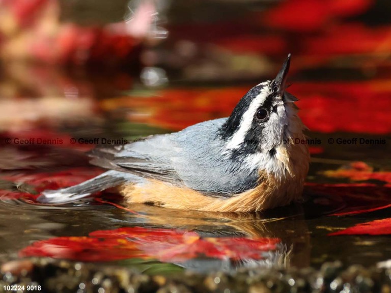 RBNU-BQ_Red-breasted-Nuthatch