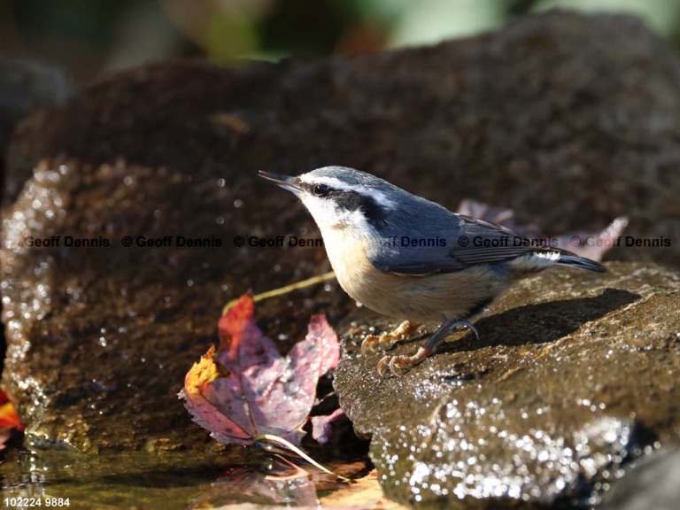 RBNU-BR_Red-breasted-Nuthatch