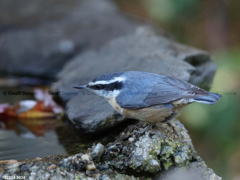 RBNU-BS_Red-breasted-Nuthatch