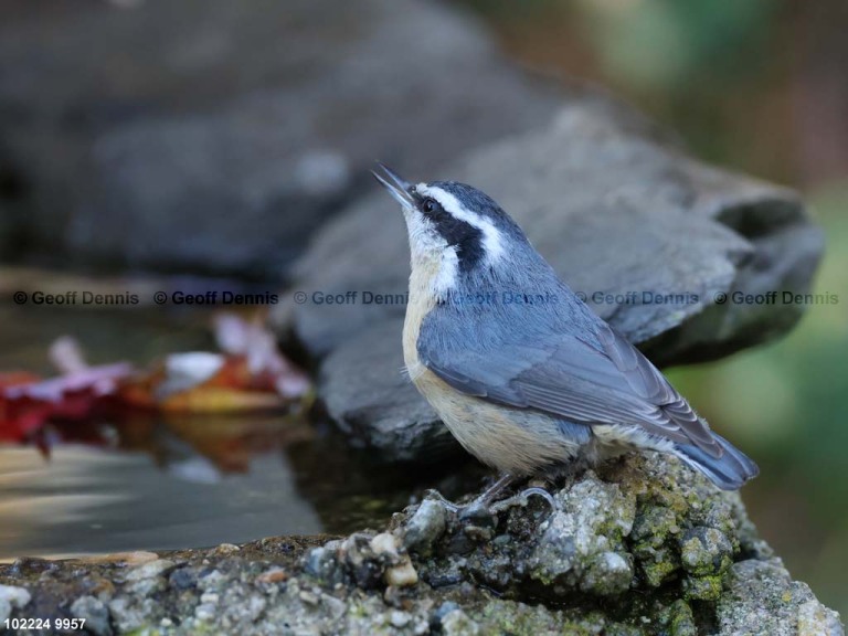 RBNU-BT_Red-breasted-Nuthatch